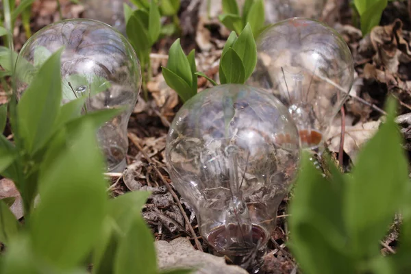 Yanan lamba ağaçta yaprakların üzerinde