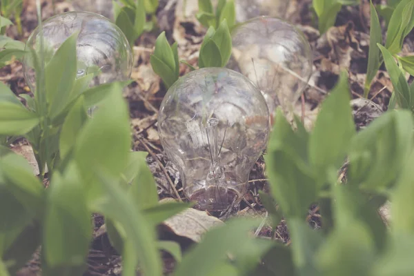 Yanan lamba ağaçta yaprakların üzerinde