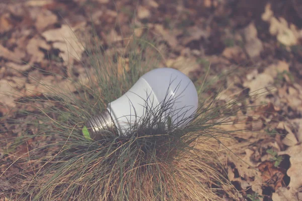 Ormanda yaprakların üzerinde LED ampuller