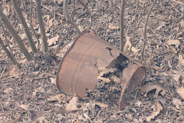 Yapraklarda paslı kova