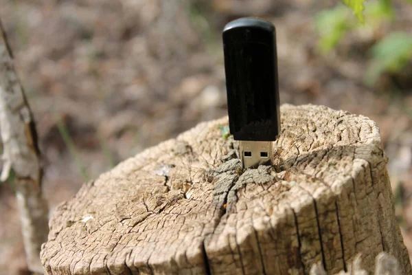 Ağaçtaki usb çubuğu