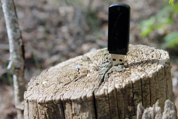 Ağaçtaki usb çubuğu