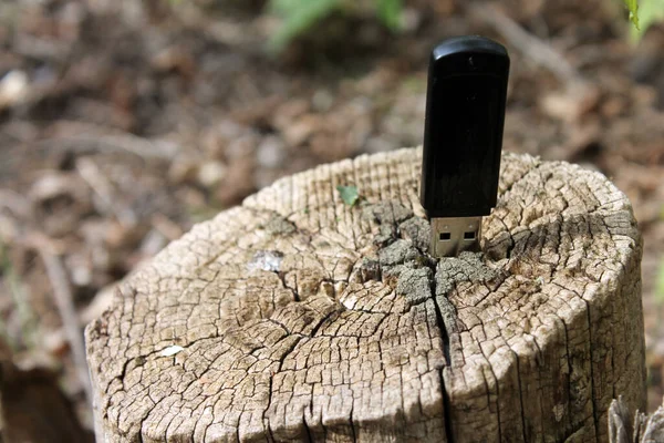 Ağaçtaki usb çubuğu