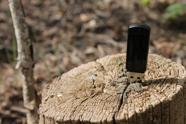 Ağaçtaki usb çubuğu