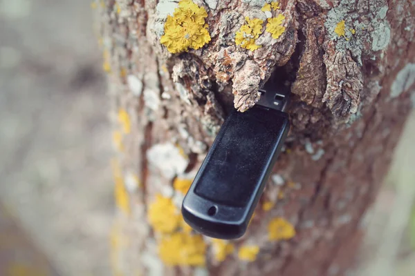 Ağaçtaki usb çubuğu