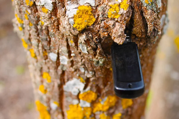 Ağaçtaki usb çubuğu