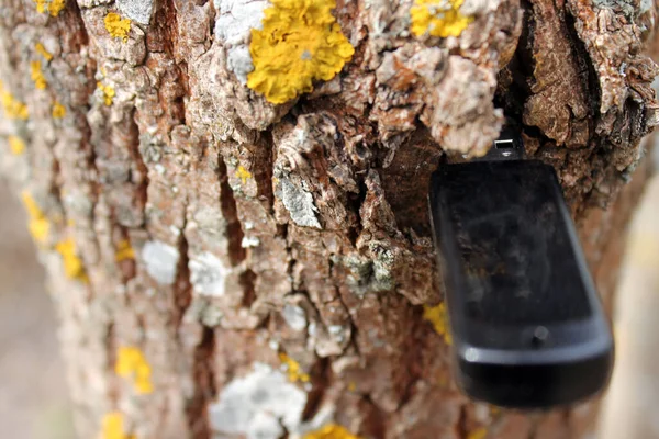 Ağaçtaki usb çubuğu