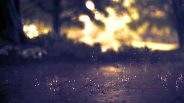 Lekkie Krople Deszczu Spadające Ziemię Nocy Zwolnionym Tempie Lesie — Wideo stockowe