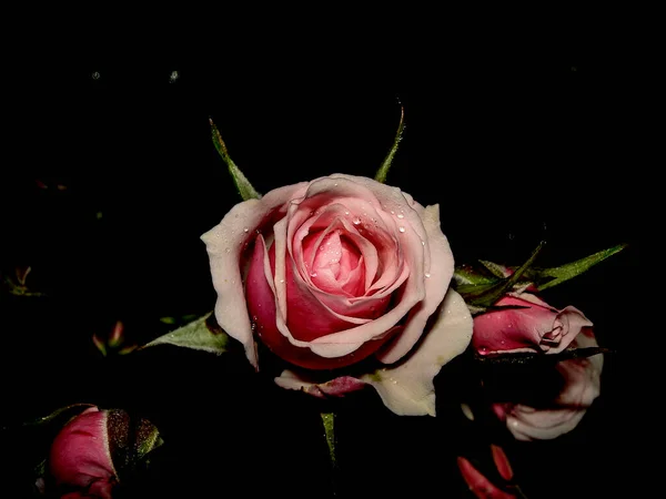 Rosas Cor Rosa Uma Fruta Natural Que Floresce Num Tempo — Fotografia de Stock