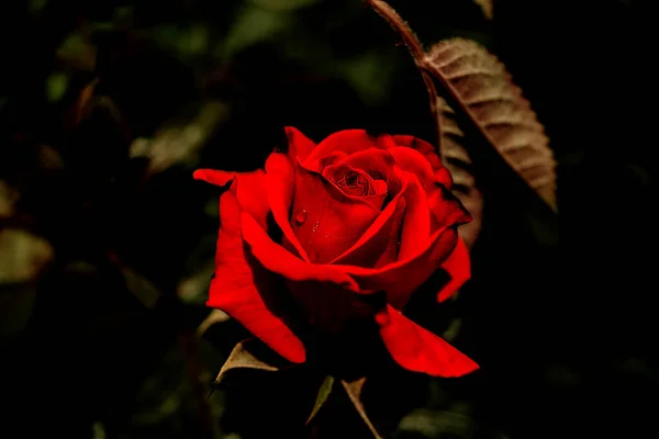 Blumen Garten Detail Der Roten Rose — Stockfoto