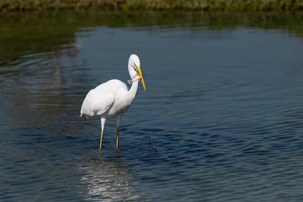 一只大白鹭 Ardea Alba 正在炫耀它刚在浅水中捕捉到的鱼 — 图库照片