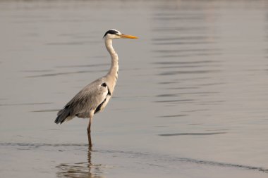 Yalnız bir gri balıkçıl (Ardea cinerea), bir lagünün sığ sularında duruyor ve dümdüz ileriye bakıyor..