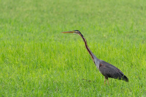 Egy Bíbor Heron Ardea Purpurea Vadászik Zsákmány Egy Nyílt Területen — Stock Fotó