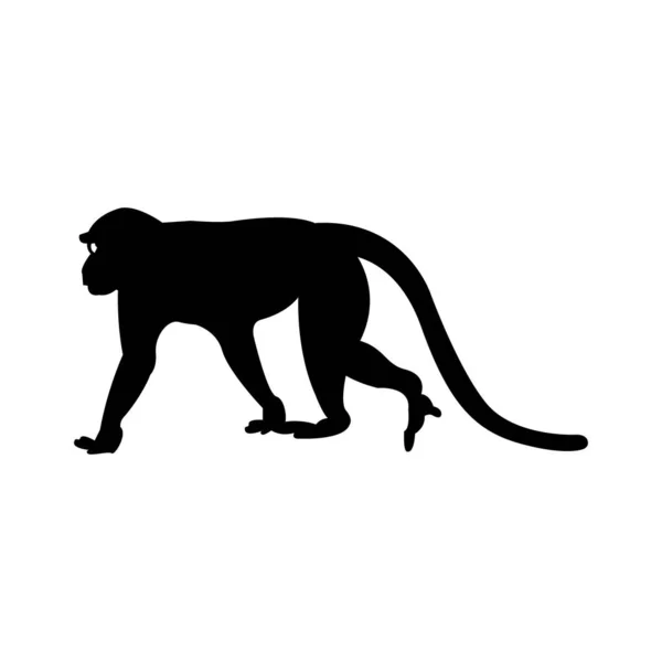 Scimmia Scimmia Scimmia Ambulante Con Silhouette Line Art Scimmia Scimpanzé — Vettoriale Stock