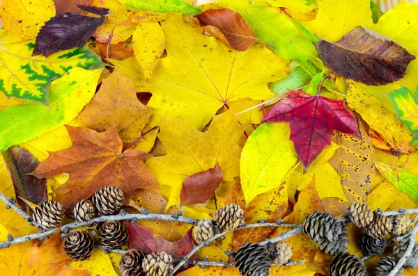 Pohled Shora Modřínové Kužely Větvích Pozadí Spadlých Podzimních Listů Různých — Stock fotografie