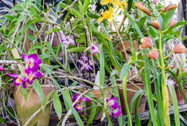 Farklı renkler seramik kaplarda çiçek açan orkideler
