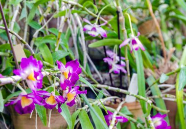 Farklı renkler seramik kaplarda çiçek açan orkideler