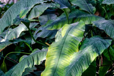 Tropikal ormanlardaki büyük, yemyeşil spathiphyllum yaprakları.