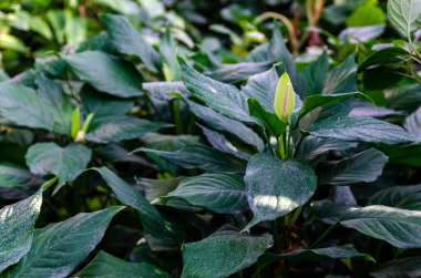 Çiçek açan bir baş ve tropik ormanlarda yetişen tomurcuk bitkisinin yemyeşil yaprakları.