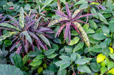 Kroton bitkisinin renkli yaprakları diğer tropikal bitkilerin yeşil yaprakları arasında