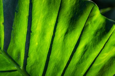 Güneş ışığını yansıtan devasa yeşil desenli yaprağın yüzey seviyesi