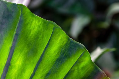 Güneş ışığını yansıtan devasa yeşil desenli yaprağın yüzey seviyesi