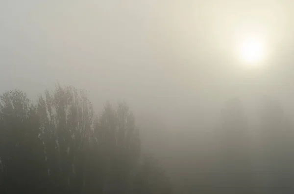 Der Herbstmorgen Dichter Nebel Und Sonne Unter Pappelkronen — Stockfoto