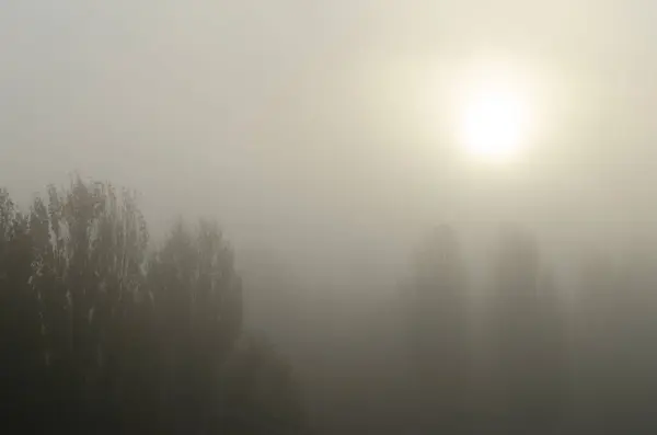 Осеннее Утро Туман Солнце Коронами Тополей — стоковое фото