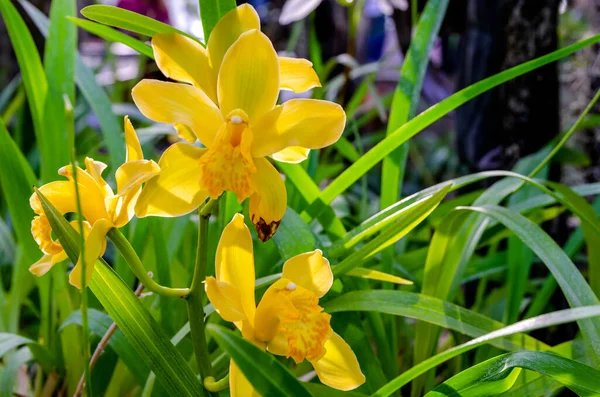 黄色の花色の蘭と長い細い緑色の葉 — ストック写真