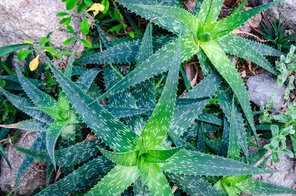 Vista Cerca Sobre Tres Plantas Ricas Verde Aloe Vera Creciendo —  Fotos de Stock