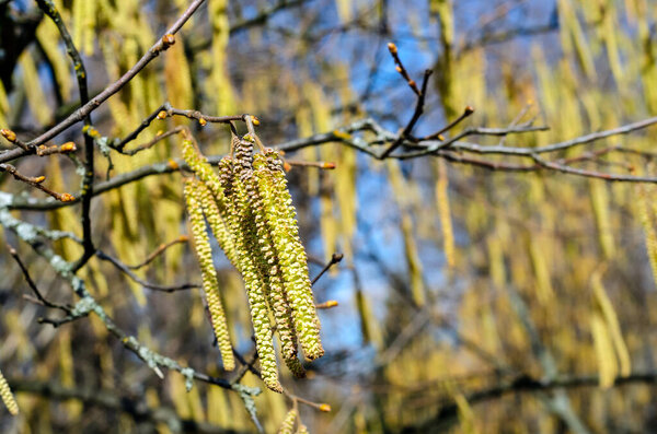 The young yellow-green blooming long catkins waving by the wind on alder tree (Alnus) branches in early spring season 