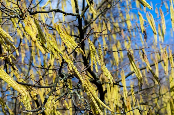 Fiatal Sárga Zöld Virágzó Hosszú Fogók Integetett Szél Éger Alnus — Stock Fotó