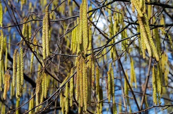 Las Ramas Jóvenes Color Amarillo Verde Que Florecen Largas Árbol — Foto de Stock