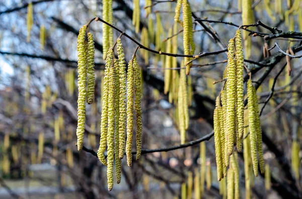 Mladé Žlutozelené Kvetoucí Dlouhé Kočičky Větvích Olše Alnus Začátkem Jara — Stock fotografie