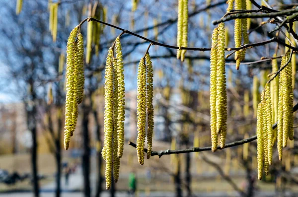Νεαρές Κίτρινες Πράσινες Ανθισμένες Μακριές Αγκινάρες Στα Κλαδιά Του Δέντρου — Φωτογραφία Αρχείου