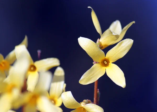 Blume Garten — Stockfoto