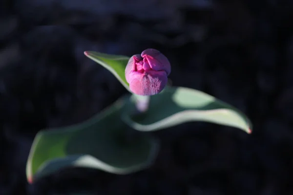 日陰にピンクのチューリップ — ストック写真