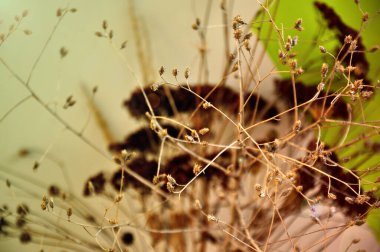 Bahar havası, çiçekler, etrafımızdaki güzellik