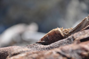 Vahşi bir sahildeki ağaç, doku.