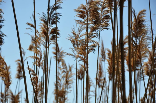 Dry Reeds Blue Sky — Stock Photo, Image