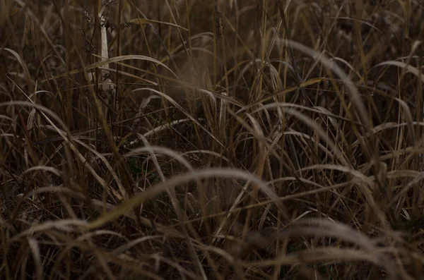 Sarı çimenler, sabahları koyu renkte kapanıyor.