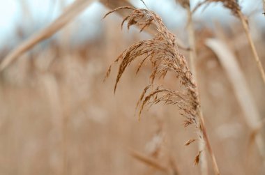 Sahada çimen sarısı yakın plan