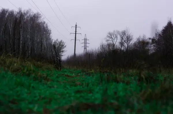 Foresta autunnale nella nebbia — Foto Stock