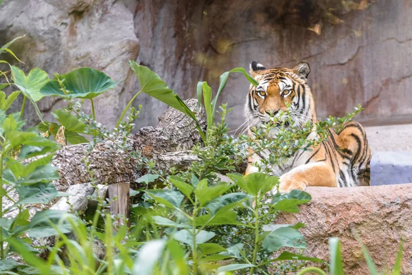 Tygrys, odpoczynek — Zdjęcie stockowe