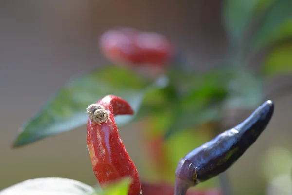 Spindel på chili — Stockfoto