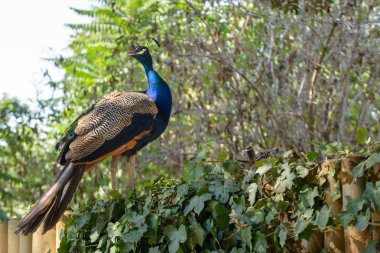 renkli tavuskuşu portre