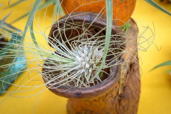 Tillandsia rośliny skład — Zdjęcie stockowe