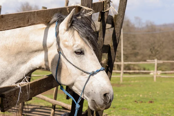 Joli cheval blanc — Photo