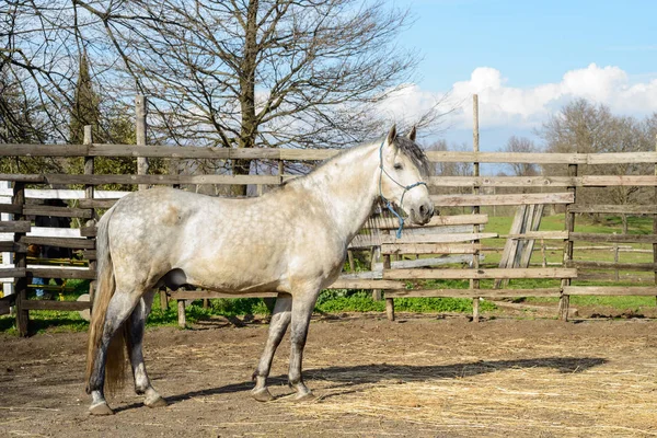 Joli cheval blanc — Photo