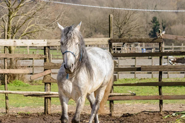 Ładne białego konia — Zdjęcie stockowe